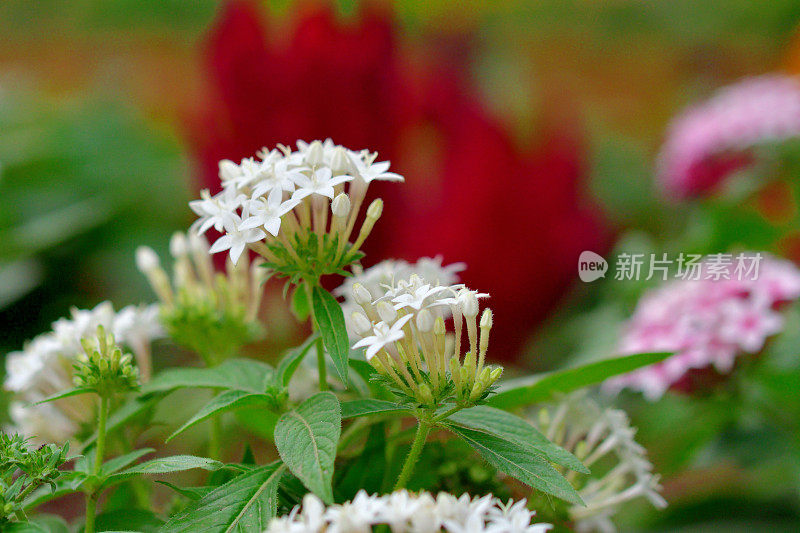 杉木五朵花/埃及星团:密集的星形花簇